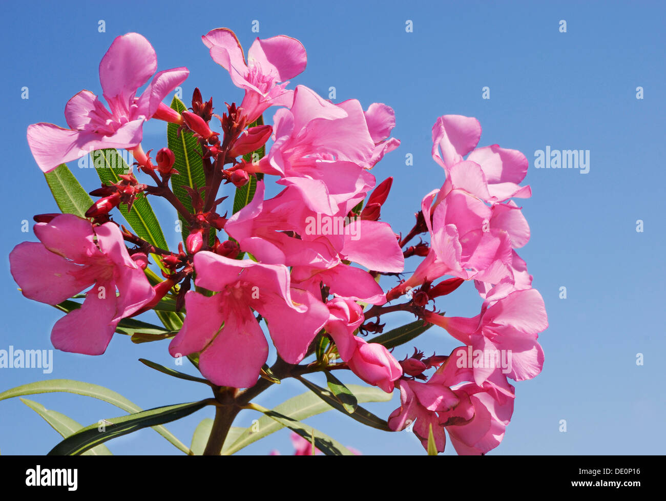 Pink Oleander (Nerium oleander) blossoms Stock Photo
