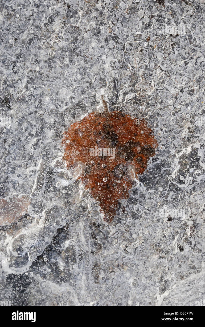 Birch leaf (Betula pubescens), frozen in ice Stock Photo