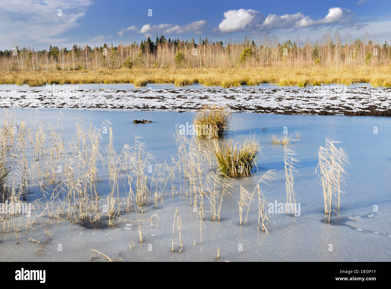 Reeds and rushes in a frozen moorland pond near Rosenheim, Inntal valley, Bavaria Germany, Europe Stock Photo