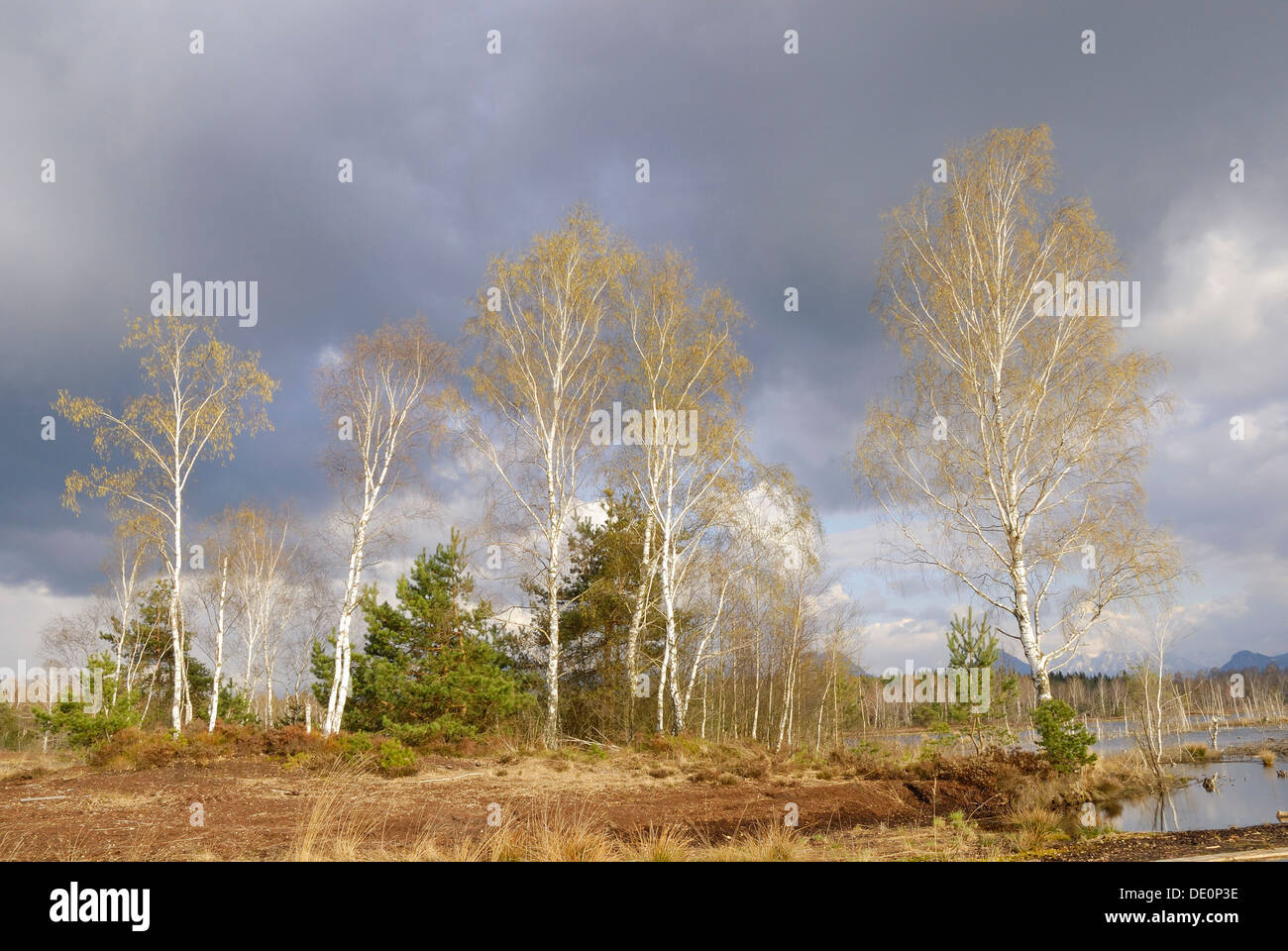 Flowering birch trees (Betula pubescens) in moorland, Nicklheim ...