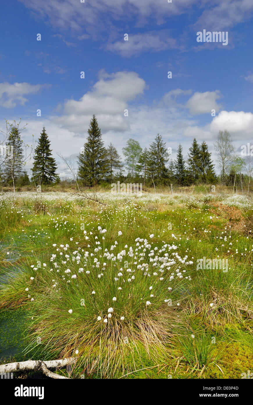 Flowering cotton grass (Eriophorum angustifolium) in moorland