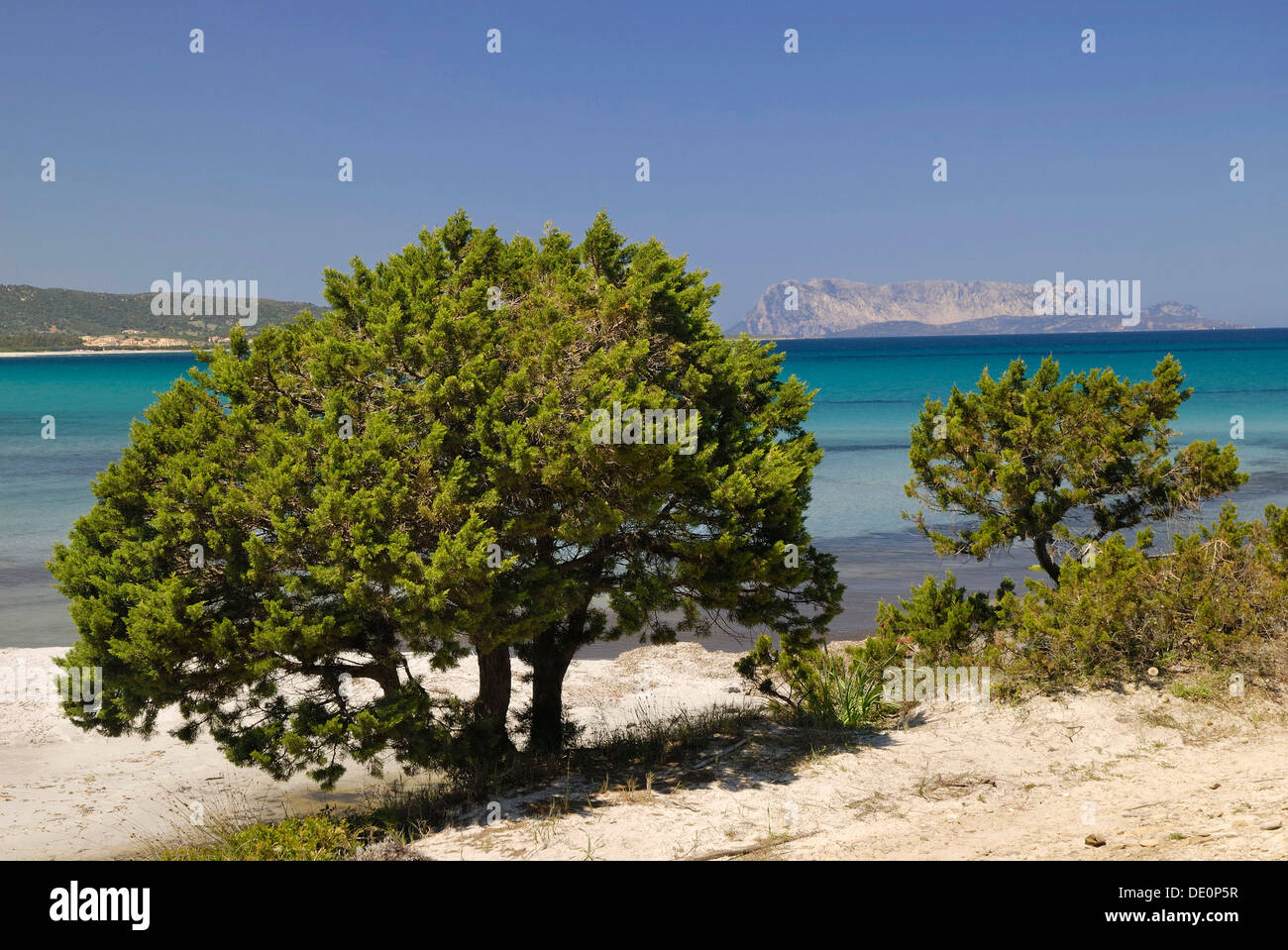 Mediterranean dwarf cypress (Cupressa sp) on sandy coastline, Santa Anna, Pineta, Sardinia, Italy, Europe Stock Photo