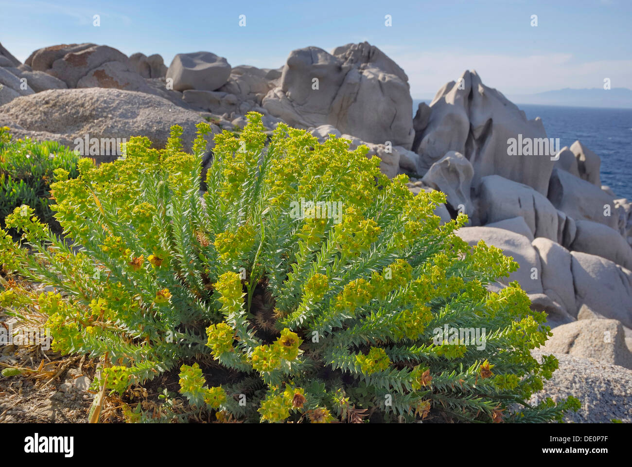 Mediterranean Spurge (Euphorbia) in jagged granite rock formation, Capo Testa, Sardinia, Italy, Europe Stock Photo