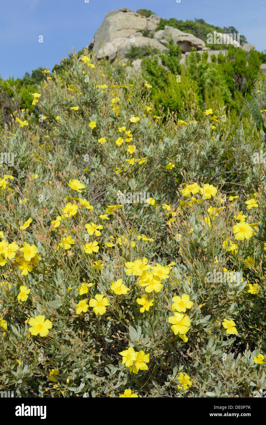 Yellow blossoms of a Rock Rose (Halimium halimifolium) in a Mediterranean maquis, Capo Ceraso, Sardinia, Italy, Europe Stock Photo