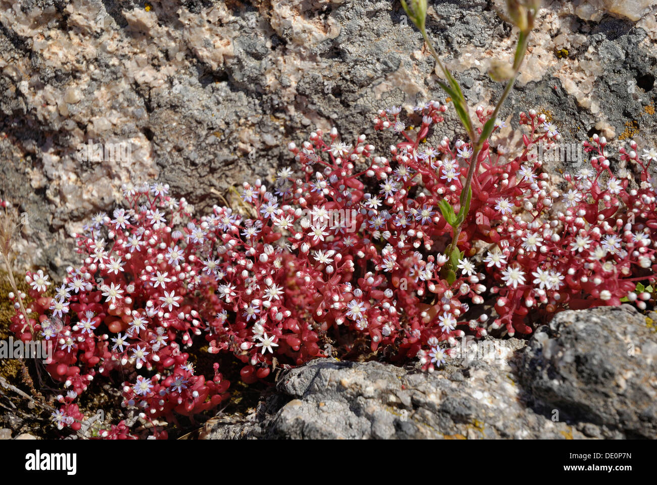 Red saxifrage (Saxifraga), in crevice, Sardinia, Italy, Europe Stock Photo