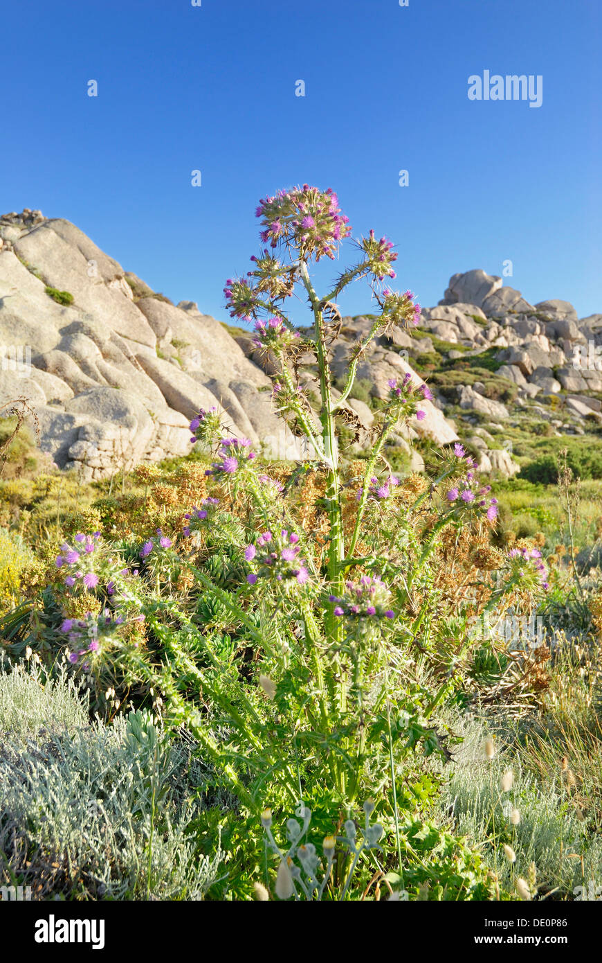 Mediterranean coastal vegetation with flowering thistle in granite rock landscape, Capo Testa, Sardinia, Italy, Europe Stock Photo