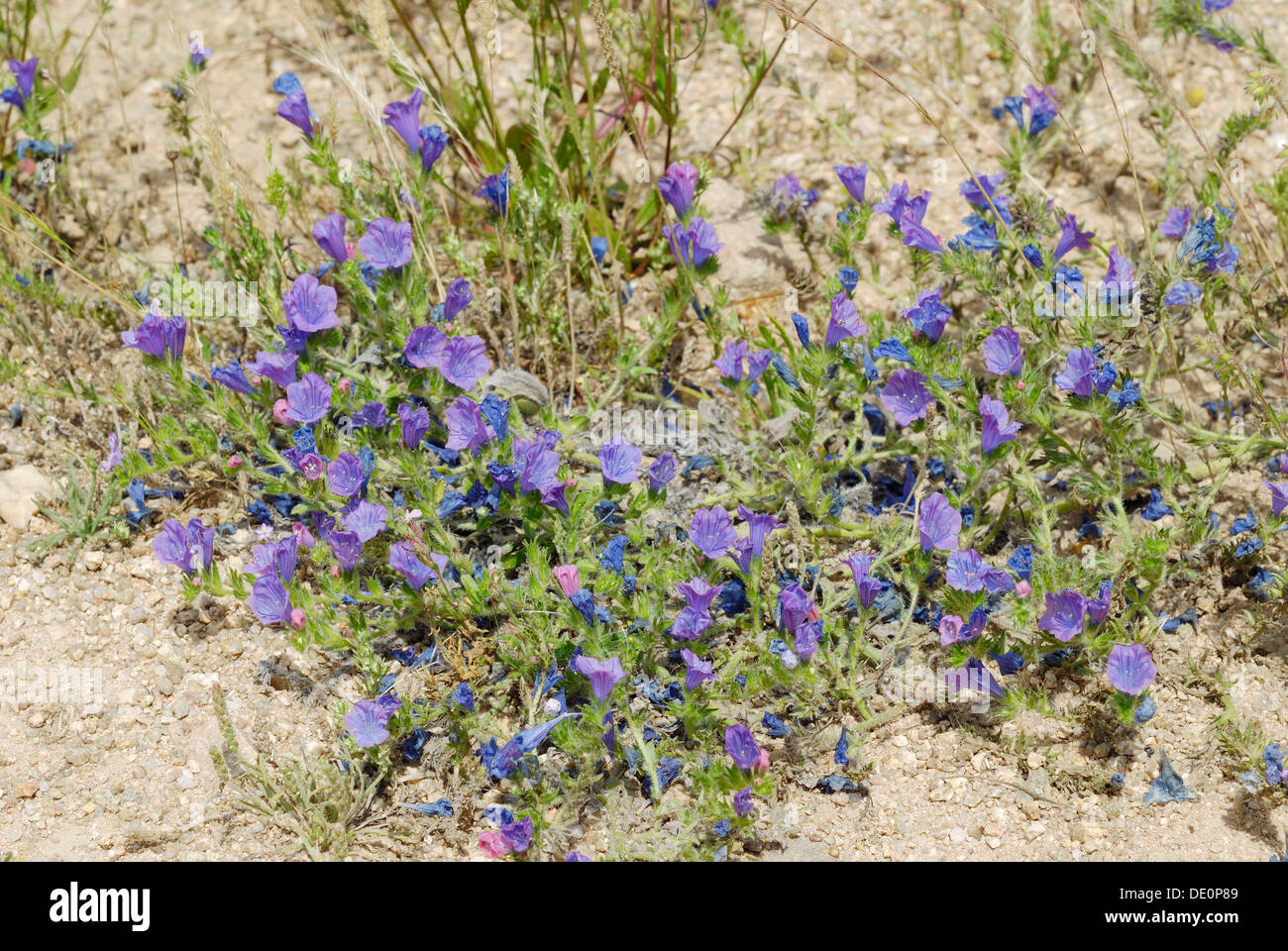 Blue flowering Echium (Echium angustifolium) Stock Photo