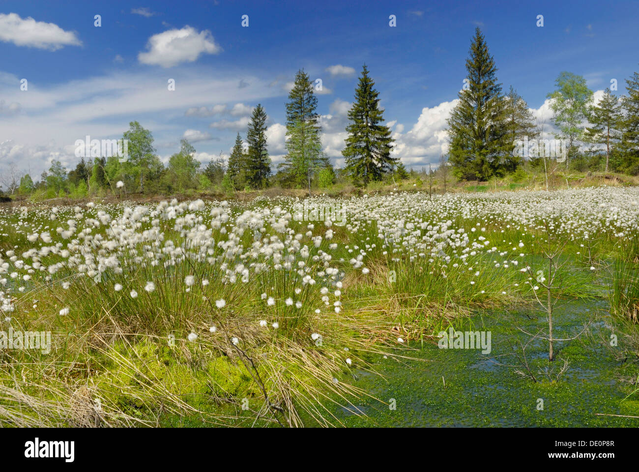 Flowering Cottongrass, Cotton-grass or Cottonsedge (Eriophorum sp.) in raised bog wetlands, Nicklheim, Bavaria Stock Photo