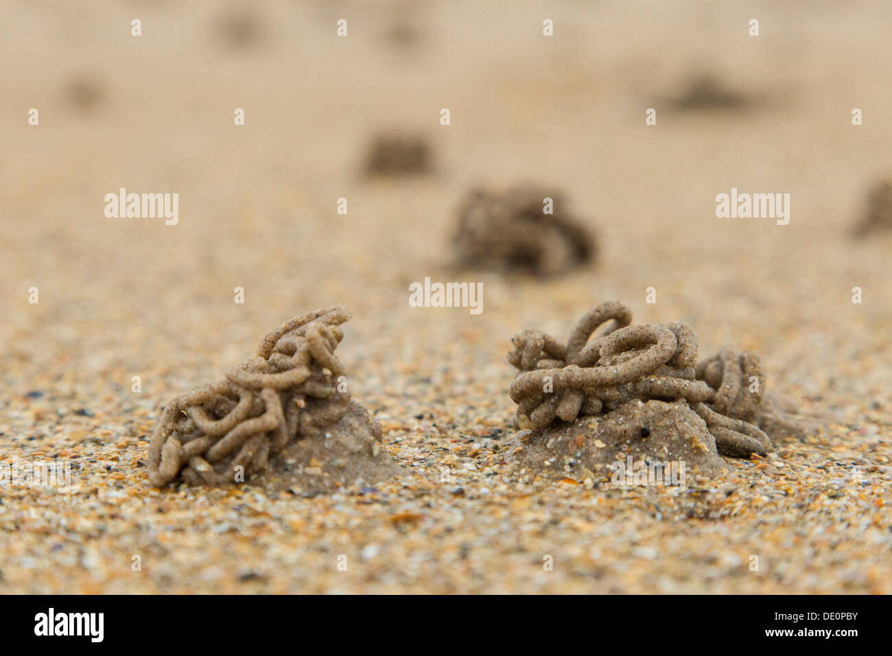 Lugworm or sandworm (Arenicola marina) castings on the beach of  Northumberland, England, United Kingdom, Europe Stock Photo - Alamy