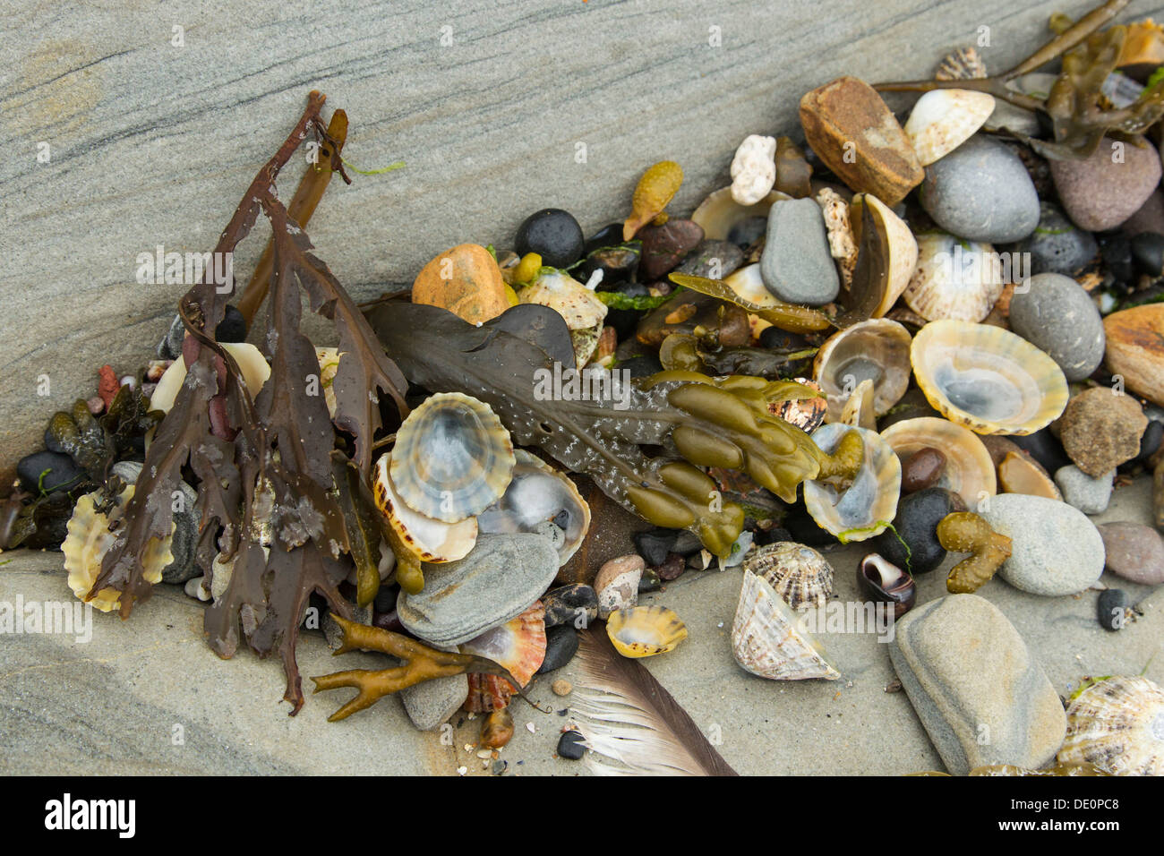 Flotsam and jetsam at the beach of Seahouses, Northumberland, England, United Kingdom, Europe Stock Photo