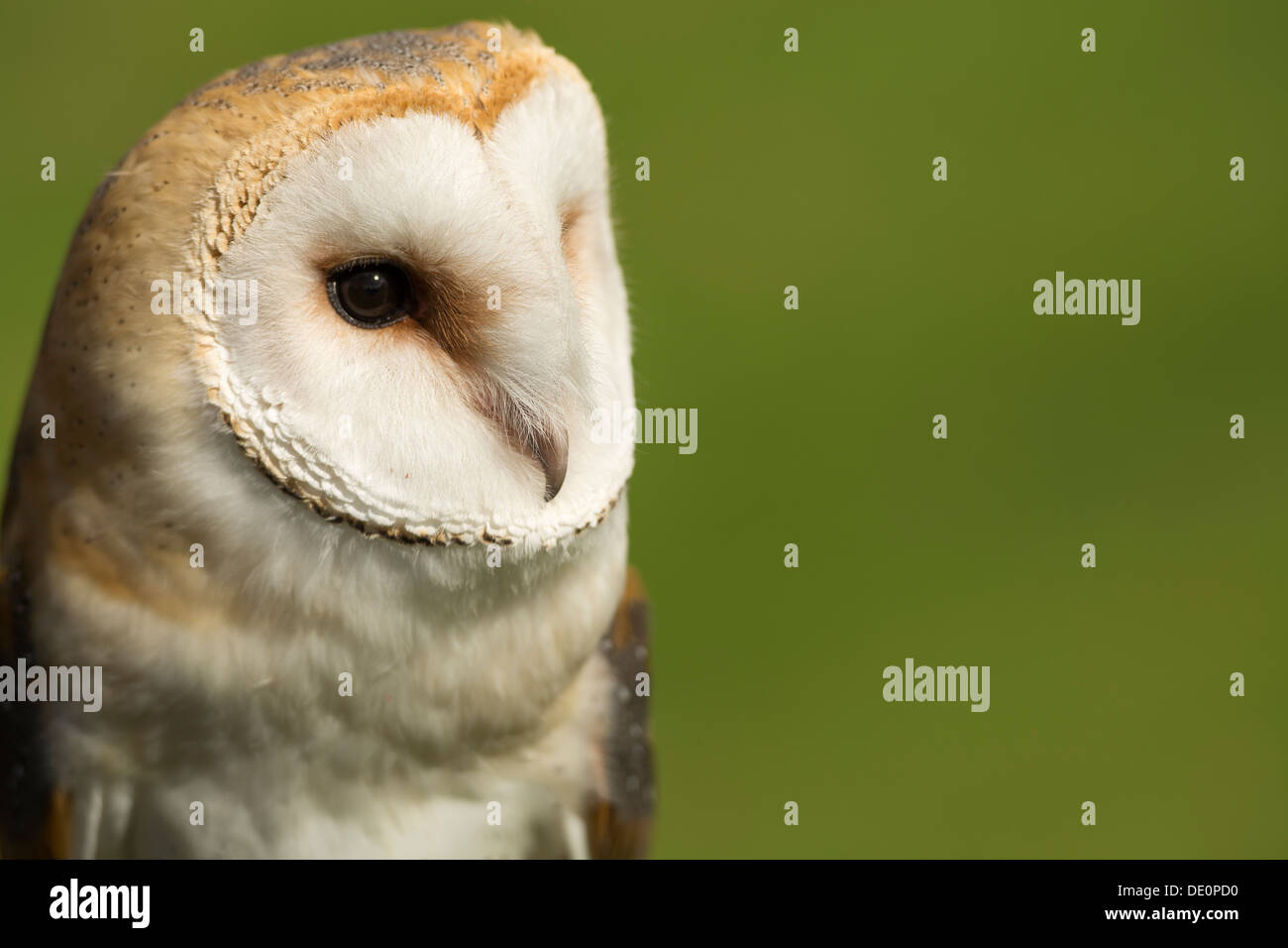 Barn Owl, Tyto alba, perched on wooden fence post. Captive. Stock Photo