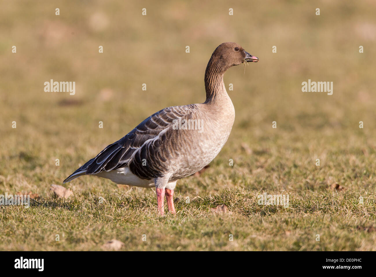 Pink-footed goose (Anser brachyrhynchus) standing in a meadow, Kassel, Hesse Stock Photo