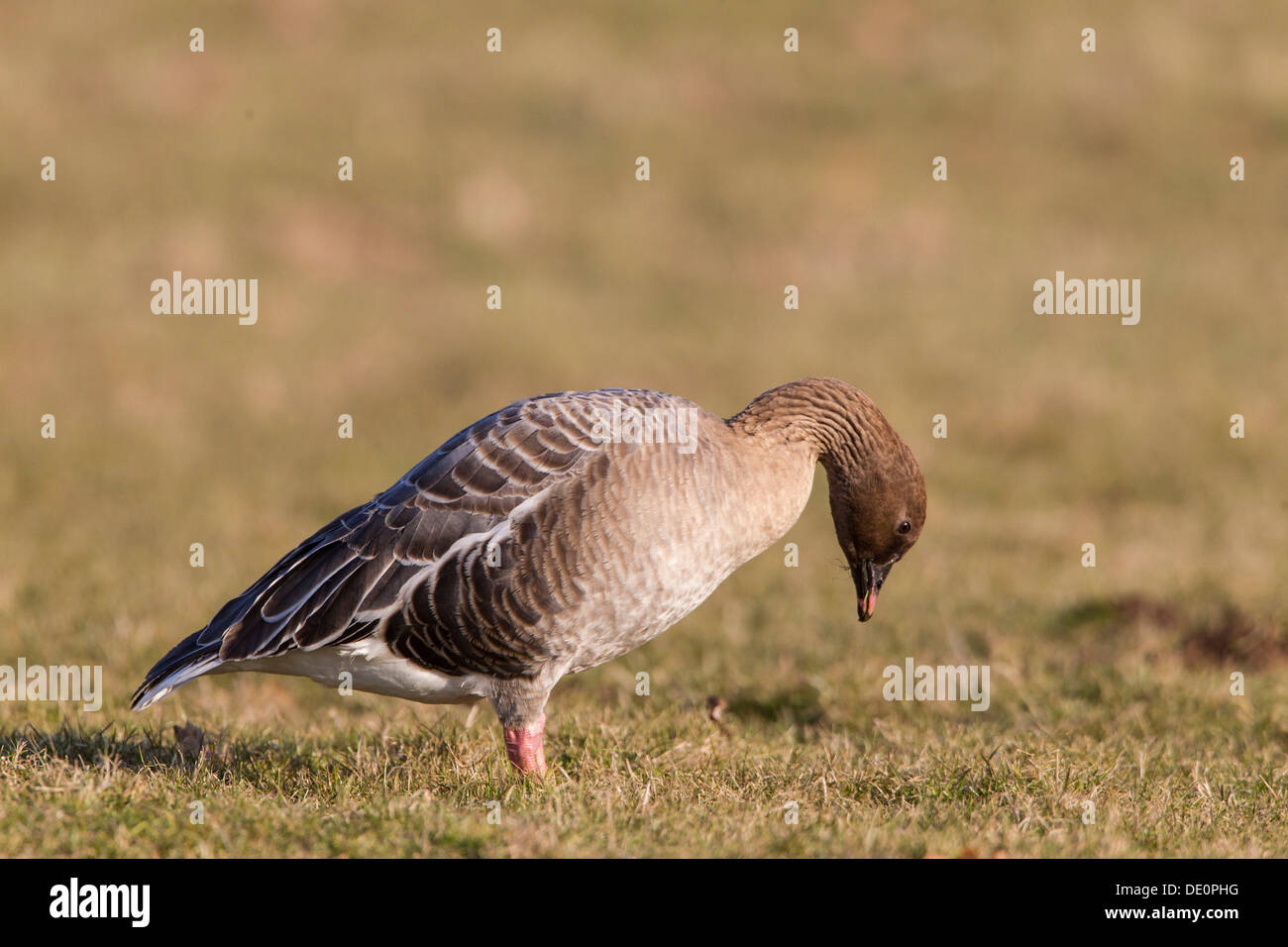 Pink-footed goose (Anser brachyrhynchus) standing in a meadow, Kassel, Hesse Stock Photo