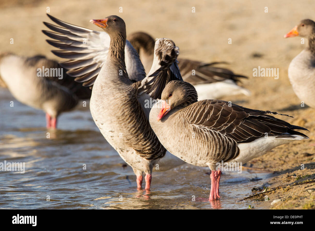 Greylag geese (Anser anser) standing on the bank of a lake, Kassel, Hesse Stock Photo
