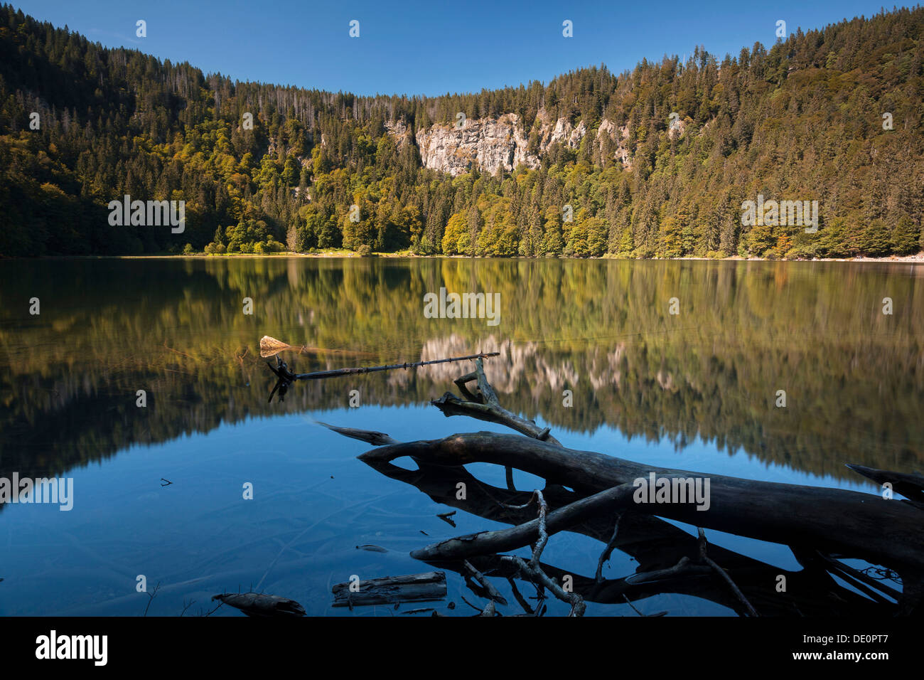 Forest being reflected in lake Feldsee, Feldberg, Black Forest mountain range, Baden-Wuerttemberg Stock Photo