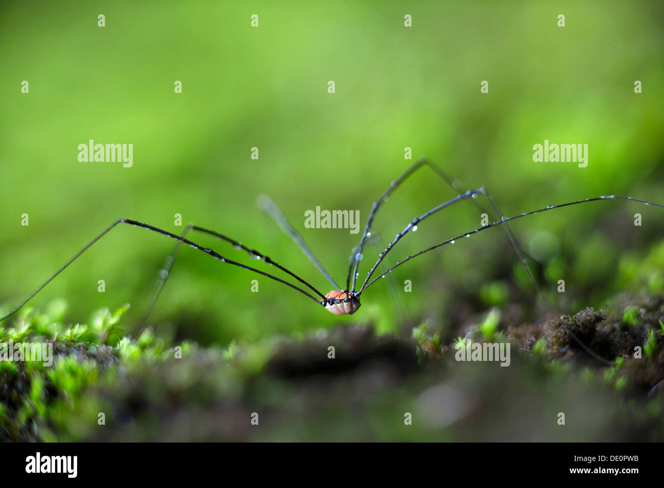 Daddy Longlegs or Harvestman (Opiliones) on moss Stock Photo