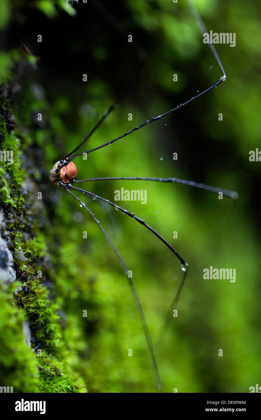 Daddy Longlegs or Harvestman (Opiliones) on moss Stock Photo