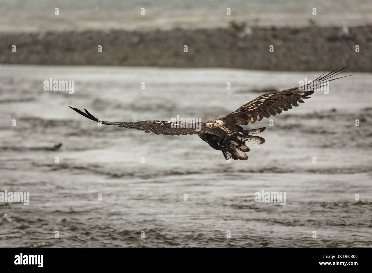 Closeup of Immature bald eagle in flight above river in Alaska during