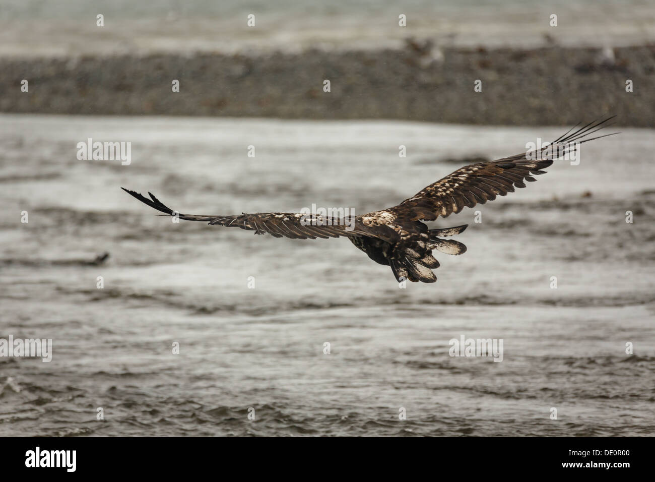 Immature bald eagle in flight Stock Photo