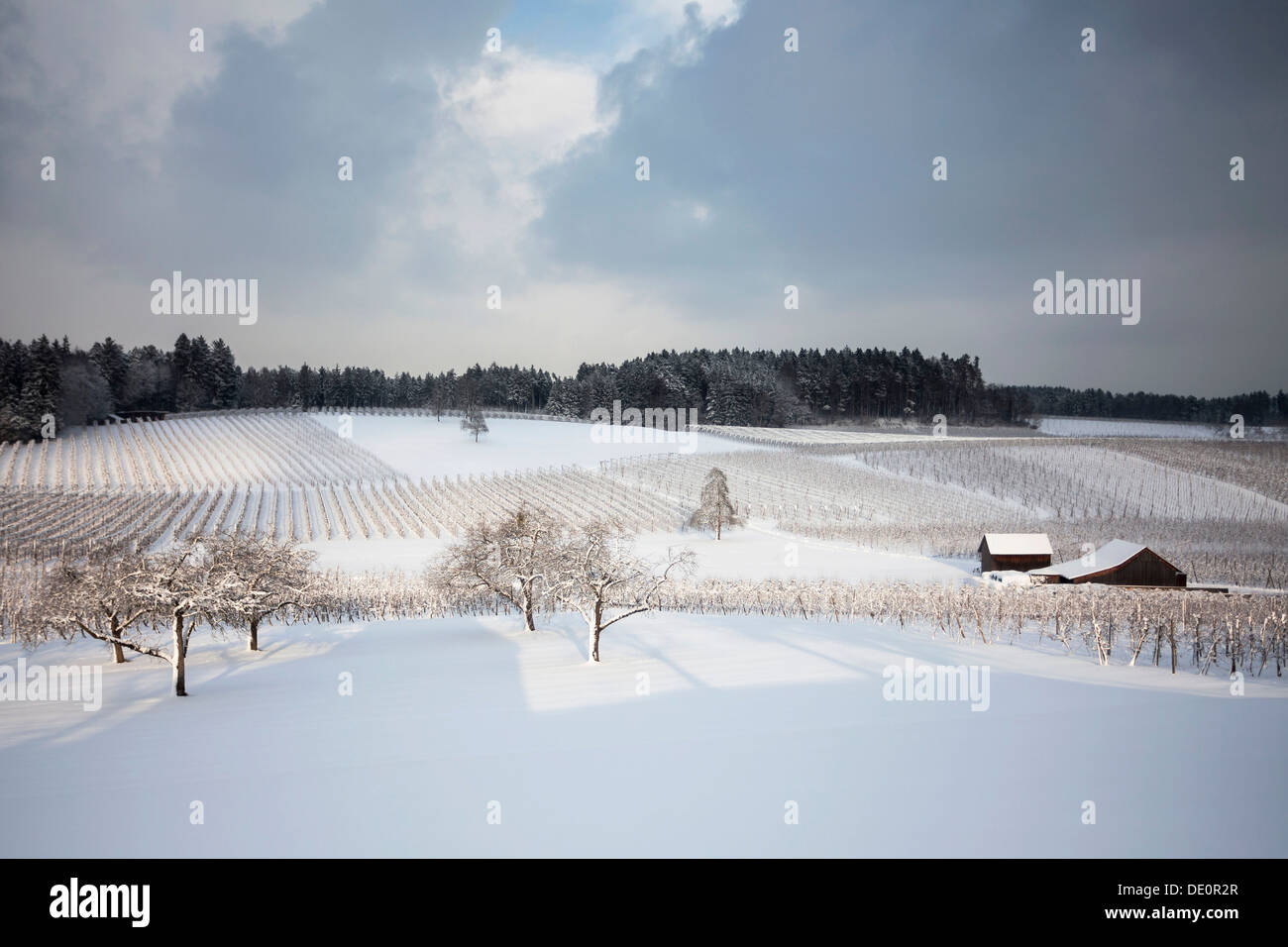 Fruit orchard in winter Stock Photo