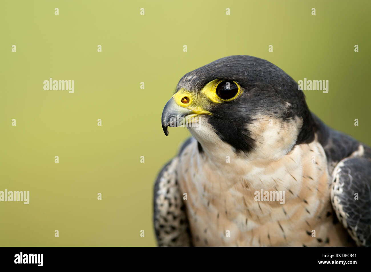 Close up of a male Peregrine falcon, Falco peregrinus. Captive bird. Stock Photo