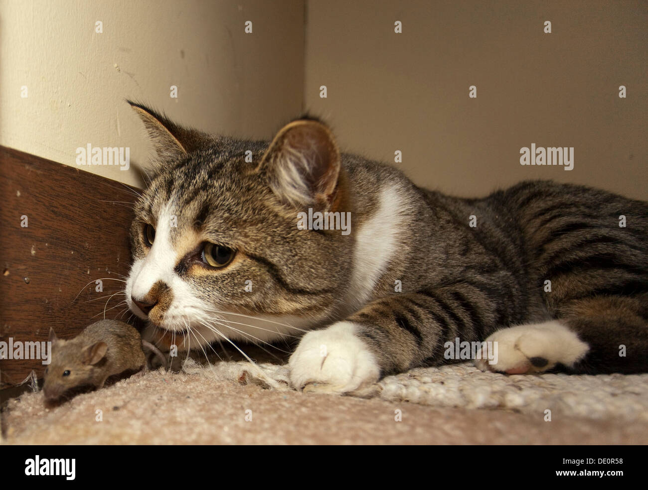 Domestic cat, housecat (Felis catus), catching, playing with Common