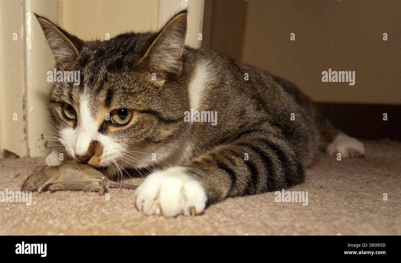 Domestic cat, housecat (Felis catus), catches, plays with Common house mouse (Mus musculus) Stock Photo