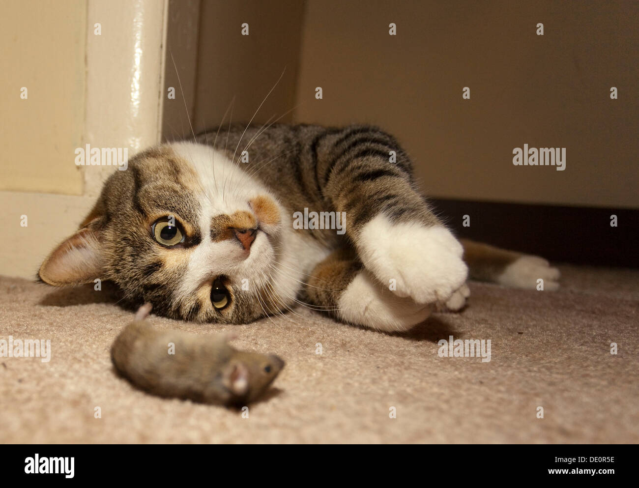 Domestic cat, housecat (Felis catus), catches, plays with Common house mouse (Mus musculus) Stock Photo