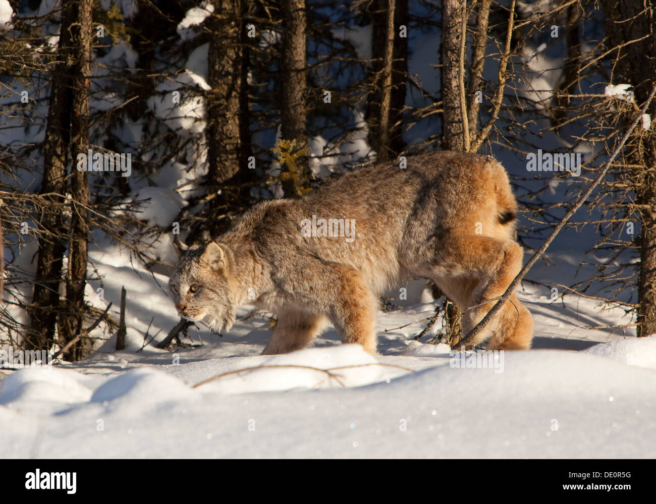 Canadian lynx (Lynx canadensis), Yukon Territory, Canada Stock Photo