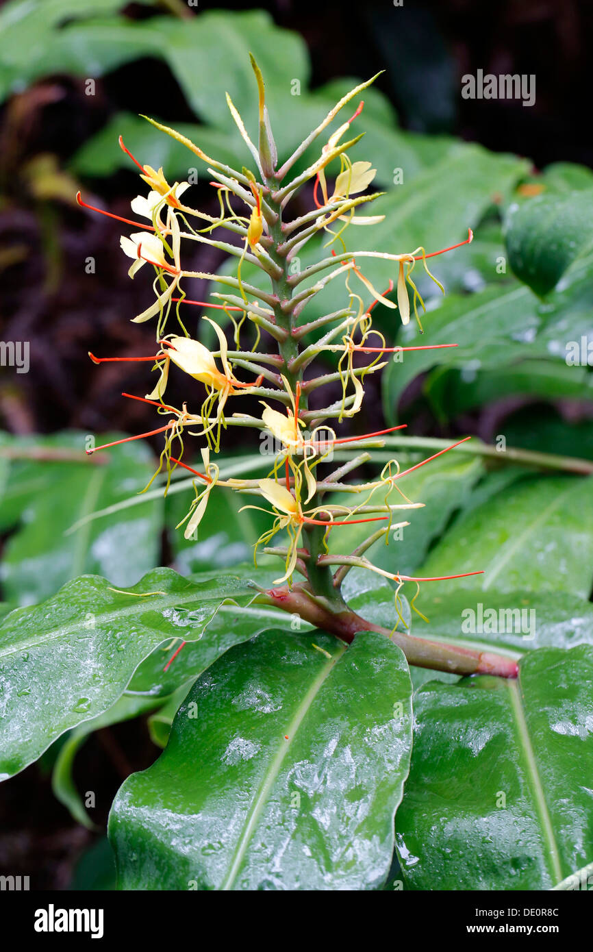 Kahili ginger, ginger lily (Hedychium gardnerianum), blossom, invasive