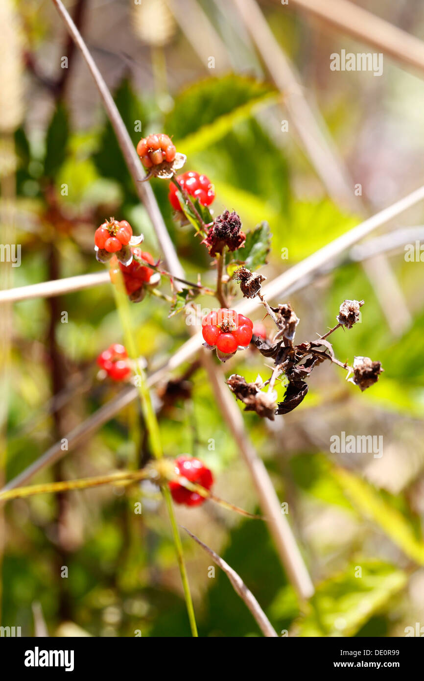 Raspberry thorns hires stock photography and images Alamy