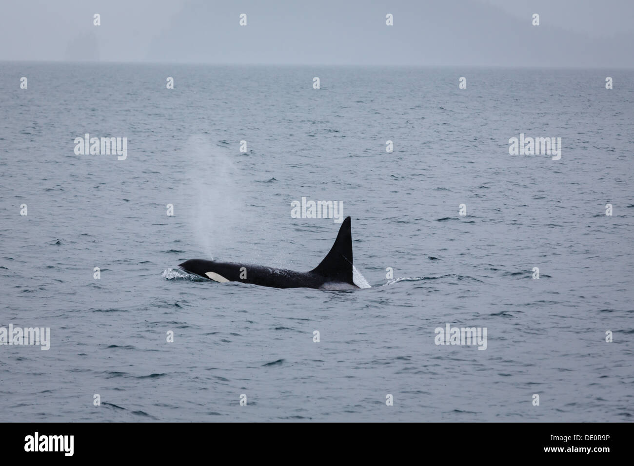 Close-up view of Orca, Killer Whale, Orcinus orca, blowing mist while surfacing to breathe in Alaskan waters Stock Photo