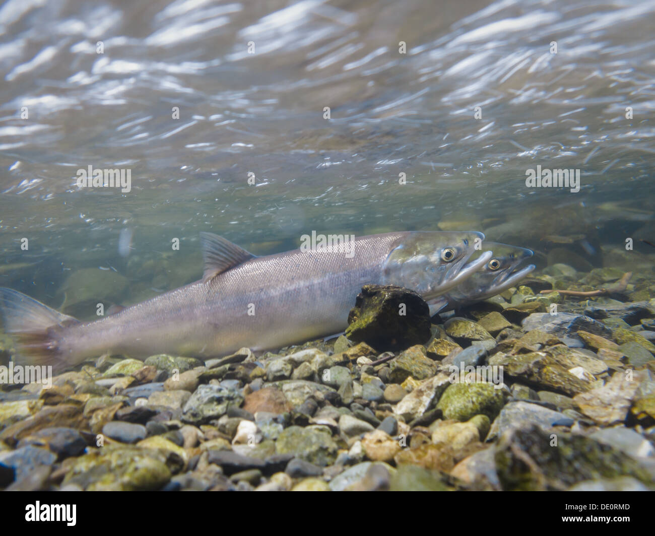 Close-up under water of two spawning salmon in river in Alaska, USA Stock Photo