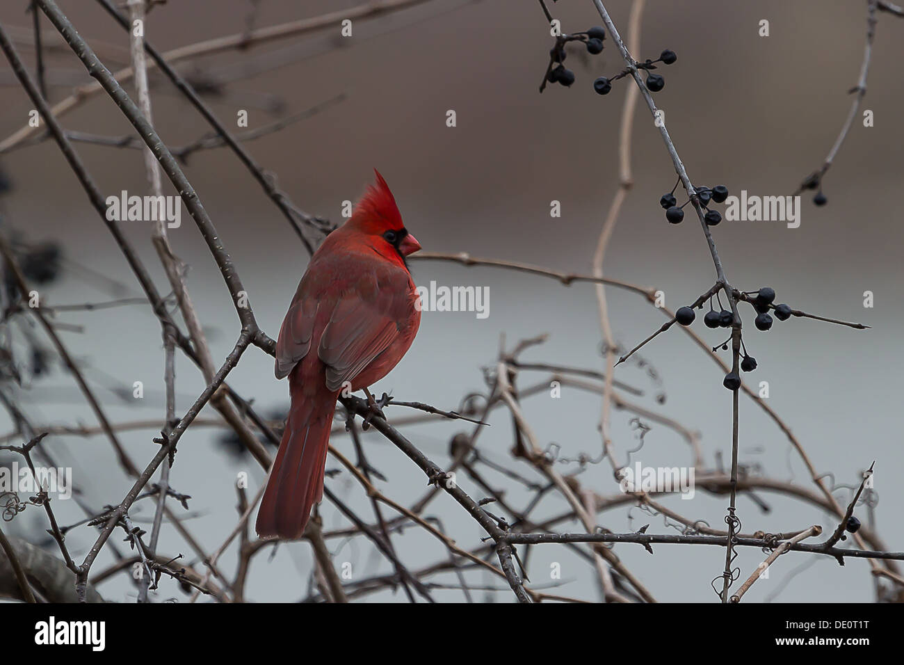 Northern Cardinal male perched in a berry bush Stock Photo