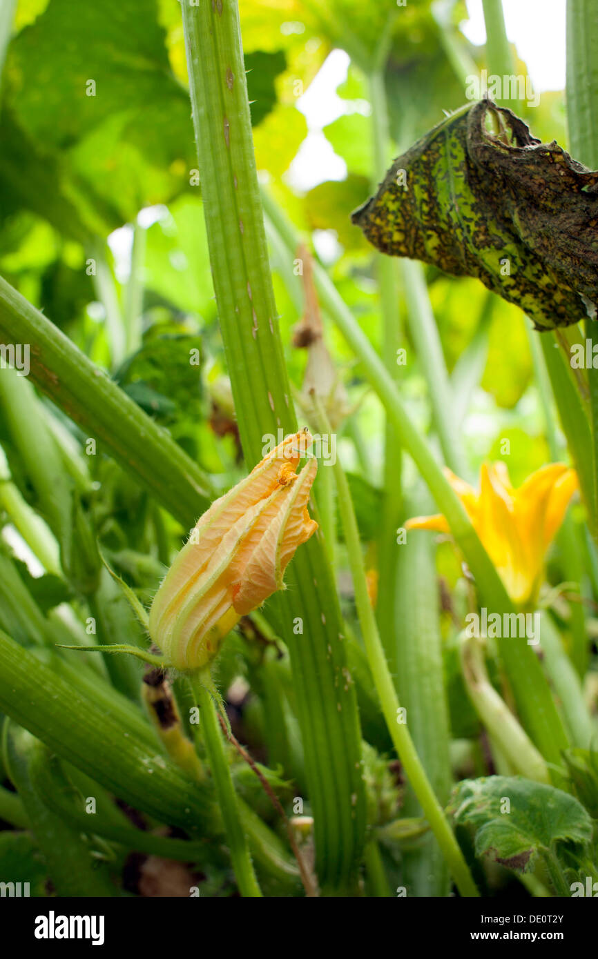 A blossom from a white Lebanese bush squash is folded beneath a canopy of leaves. Stock Photo