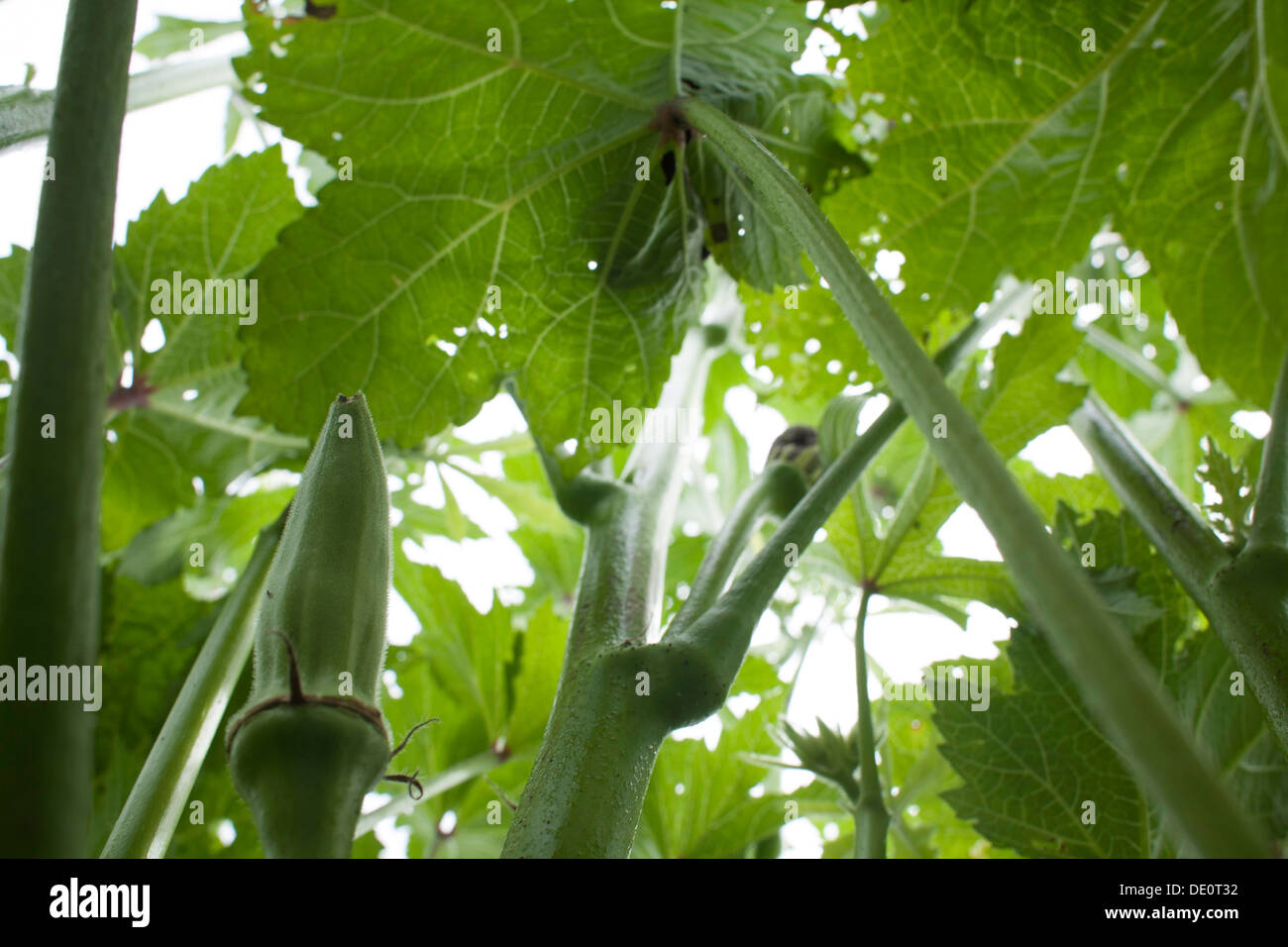 A ripe okra points upward among the large leaves of the plant. Stock Photo