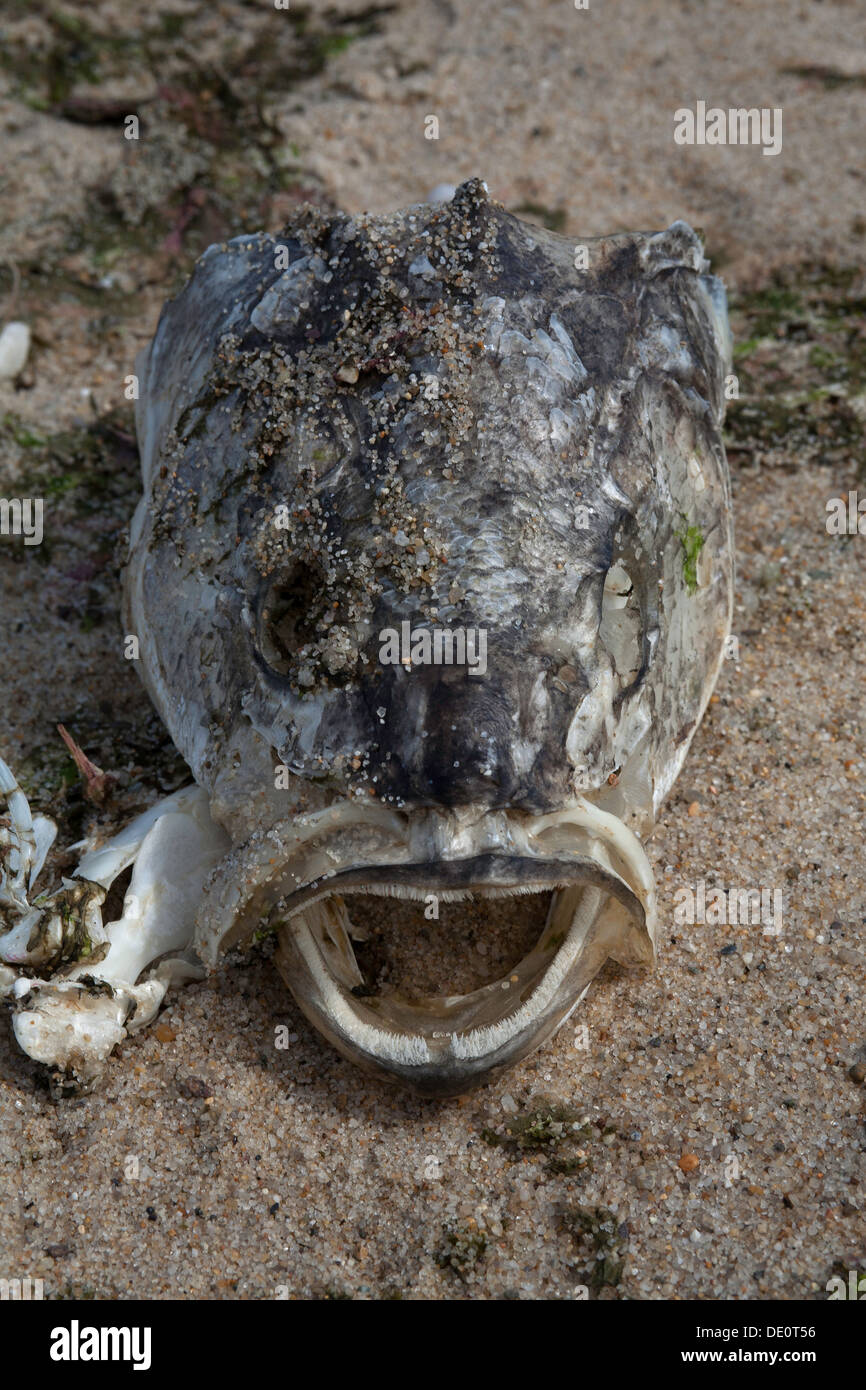 A huge fish head rests on the sand making an afternoon still life at Race Point Beach in Provincetown, Massachusetts. Stock Photo