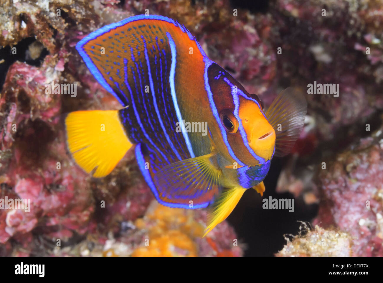juvenile King Angelfish, Holacanthus passer, Sea of Cortez, Mexico, Pacific Stock Photo