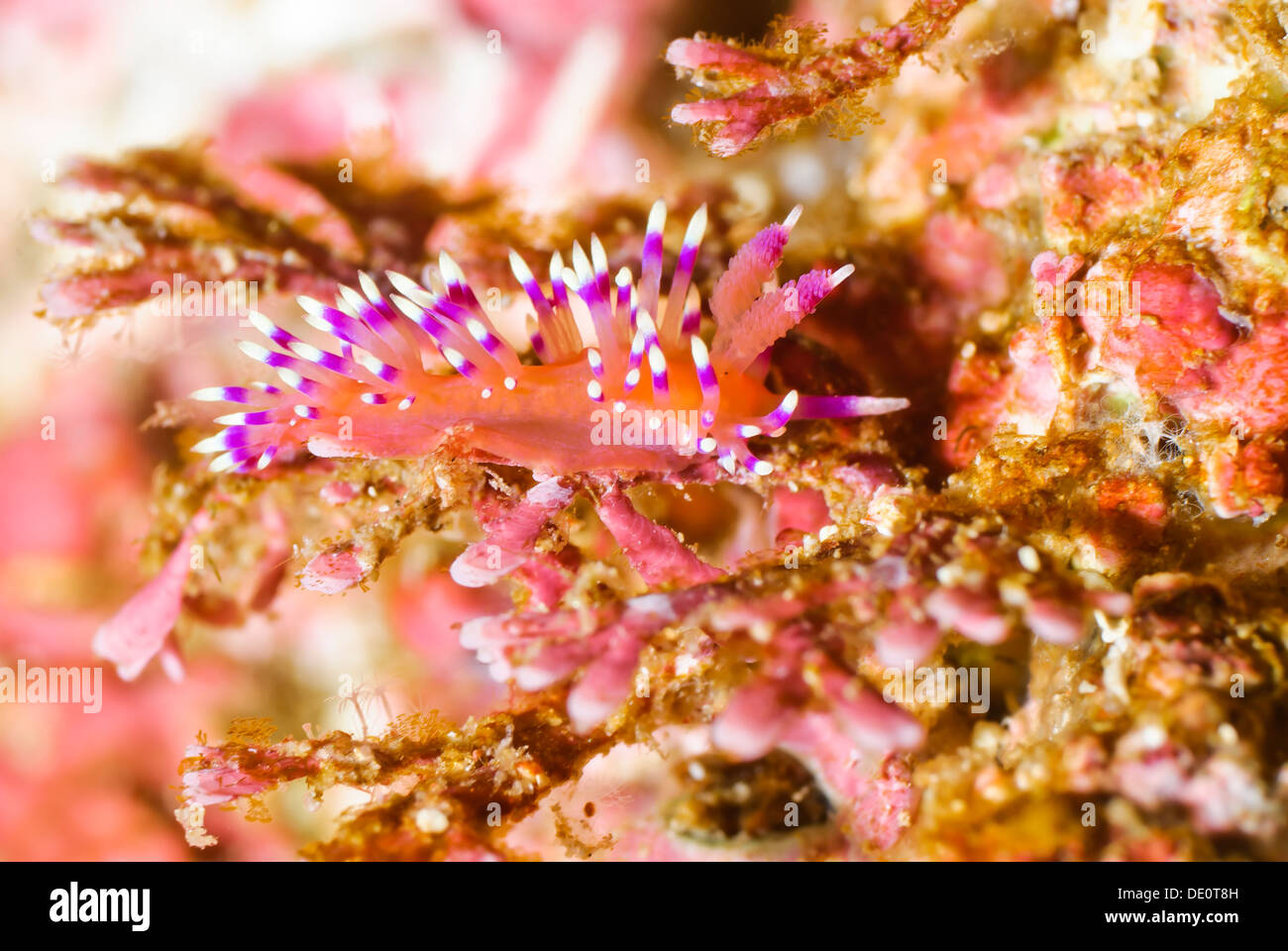 Marcus' aeolid sea slug or nudibranch, Coryphellina marcusorum, Sea of Cortez, Mexico, Pacific Stock Photo