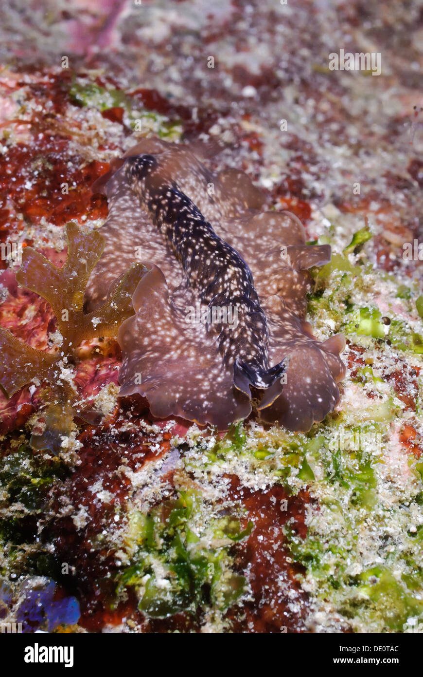 Marine flatworm, Pseudoceros sp., Sea of Cortez, Mexico, Pacific Stock Photo