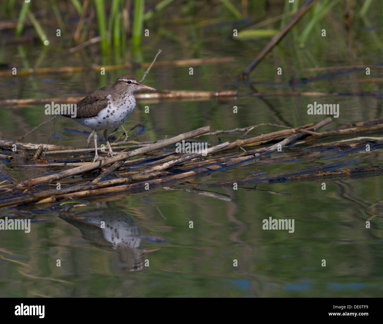 Spotted Sandpiper on Spartina Grass in South Carolina Stock Photo