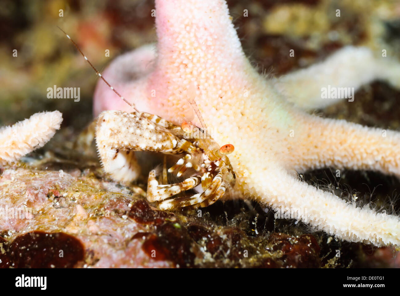 Staghorn hermit crab, Manucomplanus varians, Sea of Cortez, Mexico Stock Photo