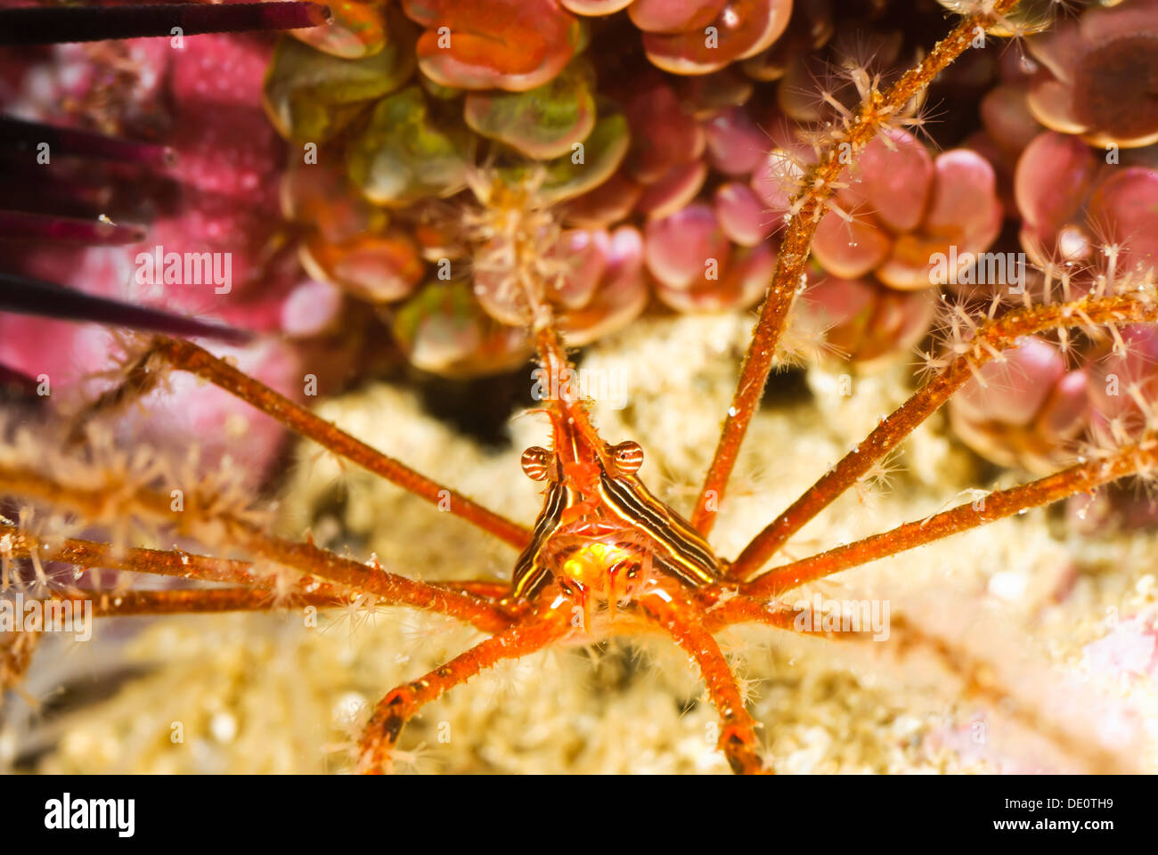 Panamic arrow crab, Stenorhynchus debilis, with hydroids covering its legs, Sea of Cortez, Mexico, Pacific Stock Photo