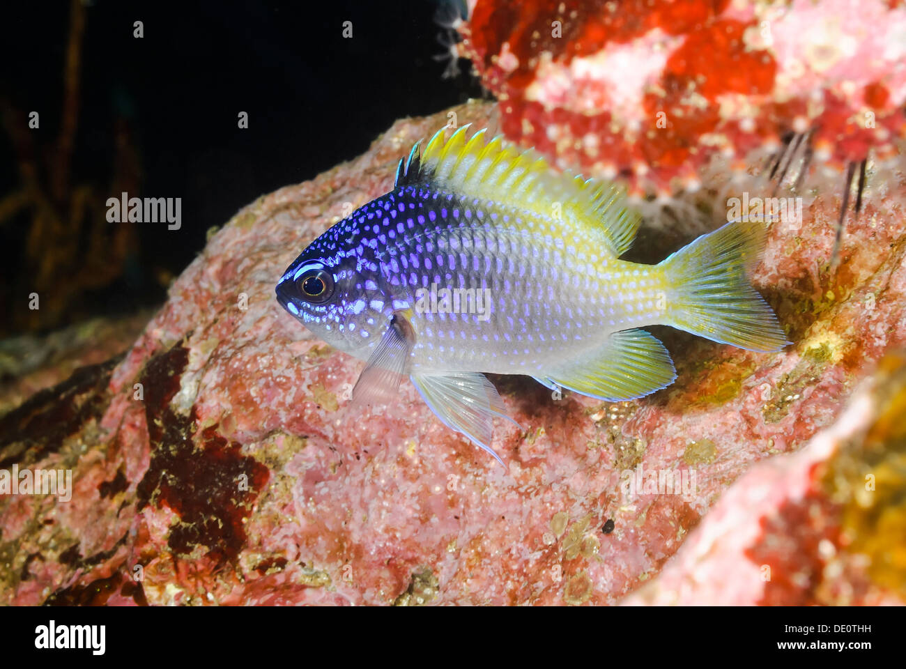 juvenile Blue and Yellow chromis, Chromis limbaughi, Sea of Cortez, Mexico, Pacific Stock Photo