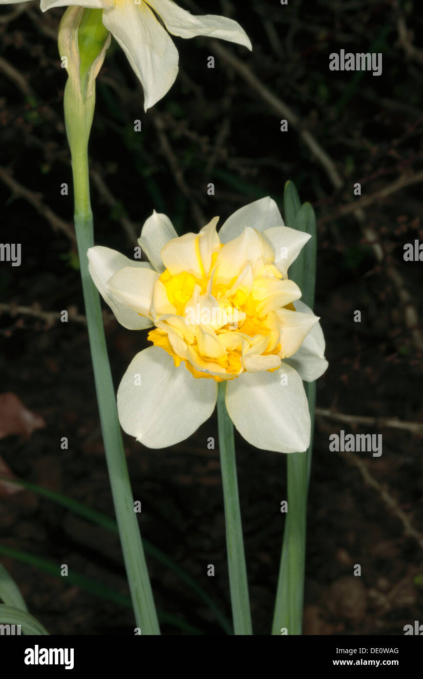 Close-up of Double Daffodil flower- New Zealand hybrid 'Pukenui'- Narcissus- Family Amaryllidaceae Stock Photo