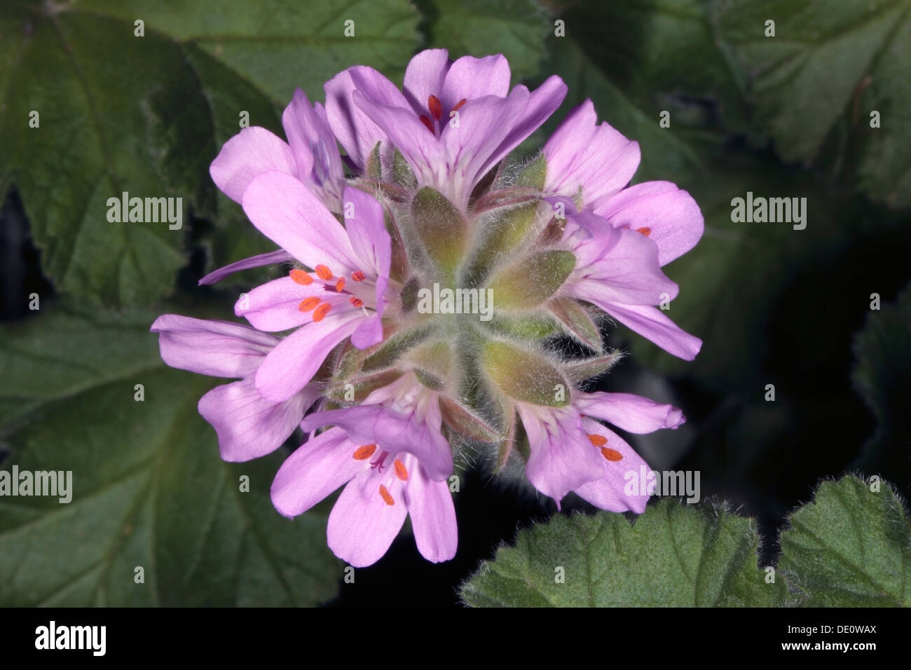 Close-up of Geranium / Pelargonium Flowers - Family Geraniaceae Stock Photo