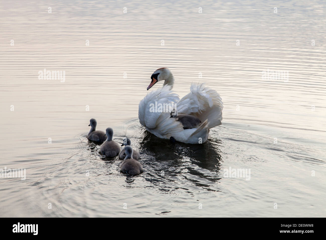 Ride a white swan Stock Photo Alamy