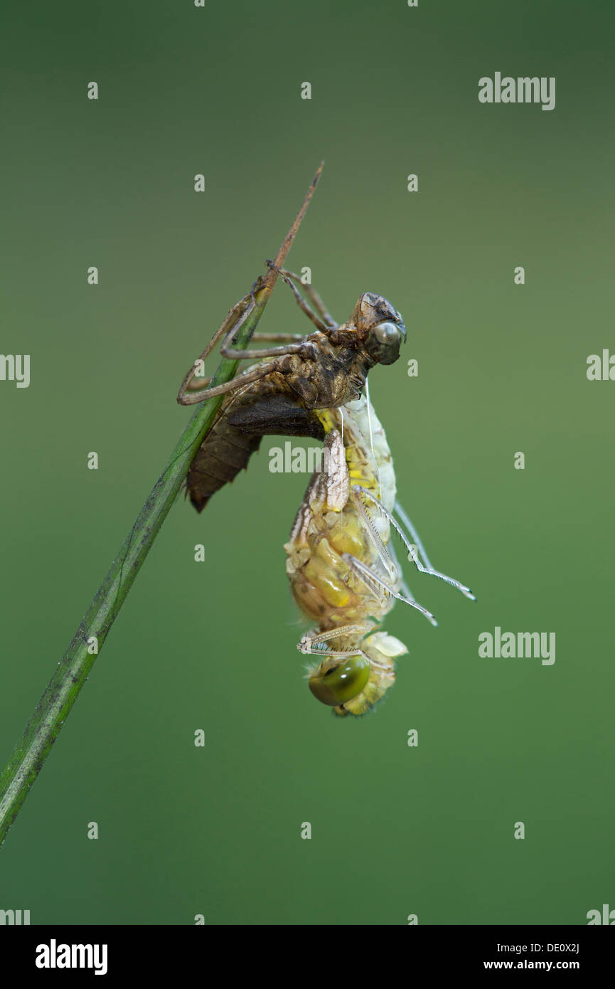 Hatching of a Spotted Darter dragonfly (Sympetrum depressiusculum) Stock Photo