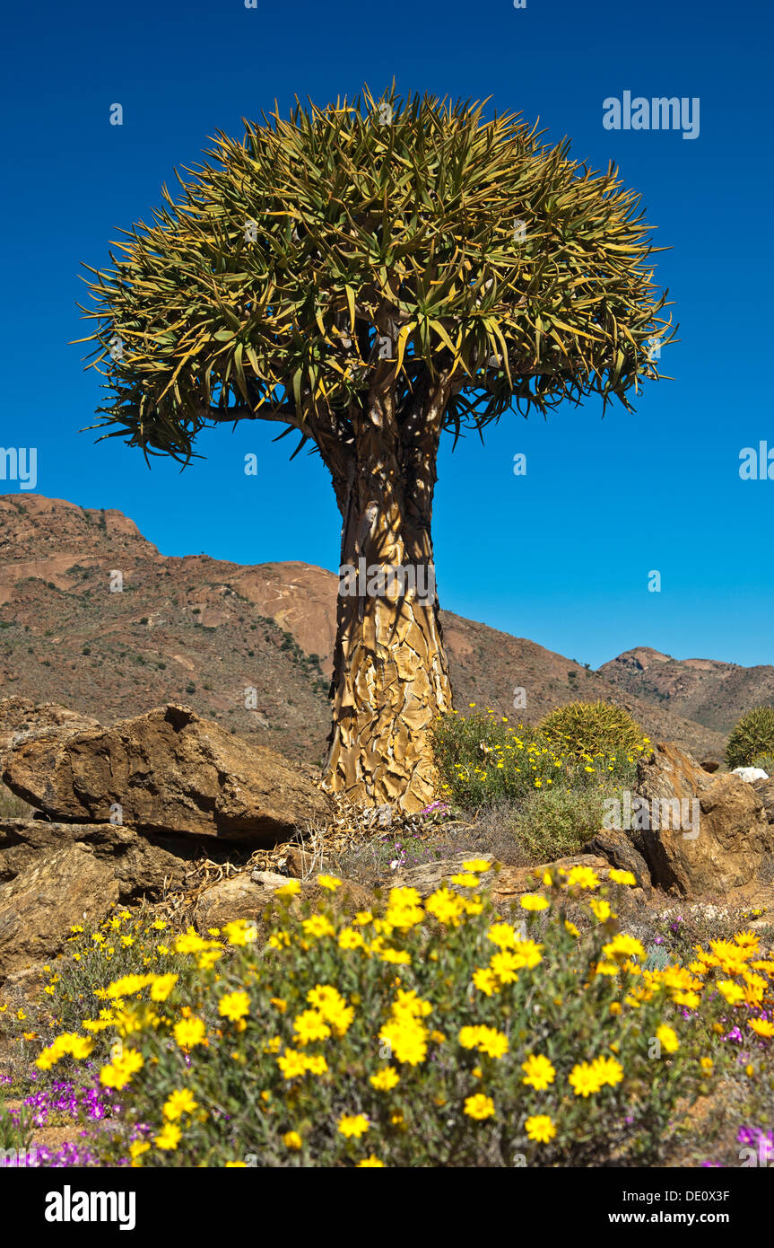 Giant Quiver tree, Kokerboom, Aloe dichotoma, Goegap nature reserve, Namaqualand, South Africa Stock Photo