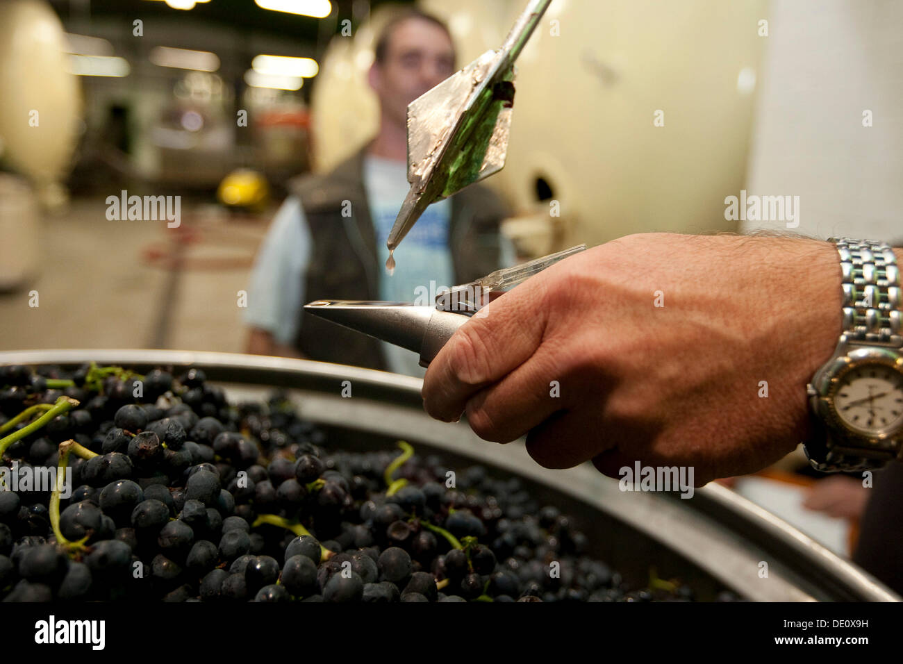 Measuring the must weight of red wine grapes in the Schriesheim wine